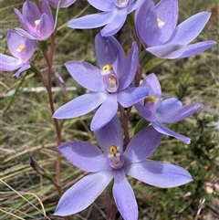 Thelymitra megcalyptra at Brindabella, NSW - suppressed