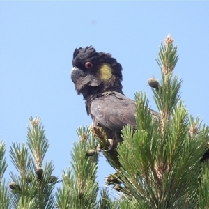 Zanda funerea (Yellow-tailed Black-Cockatoo) at Braidwood, NSW by MatthewFrawley