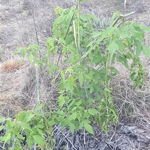 Acer negundo (Box Elder) at Ainslie, ACT by Jeanette