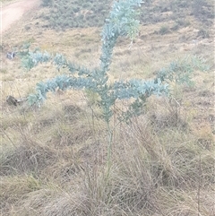 Acacia baileyana (Cootamundra Wattle, Golden Mimosa) at Ainslie, ACT - 23 Nov 2024 by Jeanette