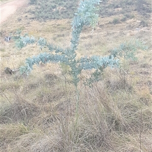 Acacia baileyana (Cootamundra Wattle, Golden Mimosa) at Ainslie, ACT by Jeanette