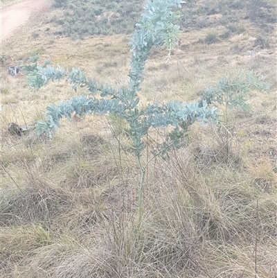 Acacia baileyana at Ainslie, ACT - 22 Nov 2024 by Jeanette