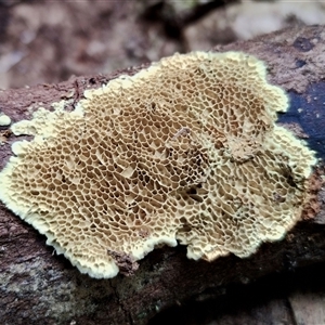 Unidentified Other fungi on wood at Kianga, NSW by Teresa