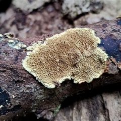 zz flat polypore - not white(ish) at Kianga, NSW - 24 Nov 2024 10:48 AM