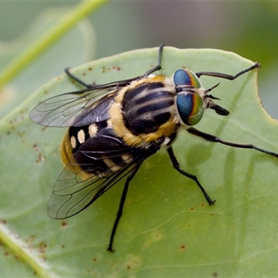 Scaptia (Scaptia) auriflua at Bungonia, NSW - 17 Nov 2024 by KorinneM