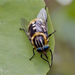 Scaptia (Scaptia) auriflua at Bungonia, NSW - 17 Nov 2024