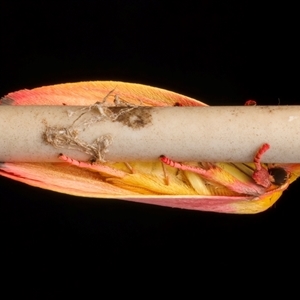 Wingia lambertella at Bulli, NSW - 23 Nov 2024 10:26 PM