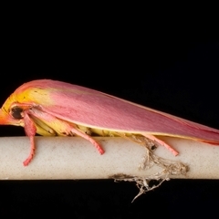 Wingia lambertella at Bulli, NSW - 23 Nov 2024 10:26 PM