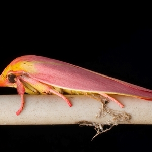 Wingia lambertella at Bulli, NSW - 23 Nov 2024 10:26 PM