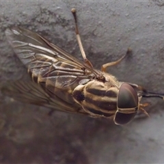 Dasybasis sp. (genus) at Bungonia, NSW - 17 Nov 2024 by KorinneM