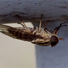 Dasybasis sp. (genus) at Bungonia, NSW - 17 Nov 2024