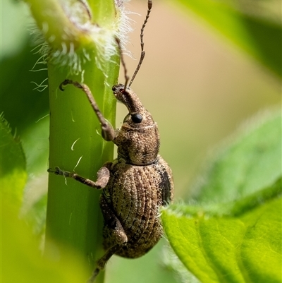 Unidentified Weevil (Curculionoidea) at Penrose, NSW - 20 Nov 2024 by Aussiegall