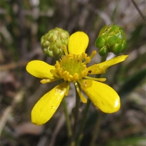 Ranunculus papulentus at Evatt, ACT - 18 Nov 2024