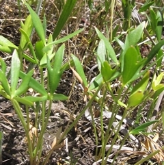 Ranunculus papulentus at Evatt, ACT - 18 Nov 2024