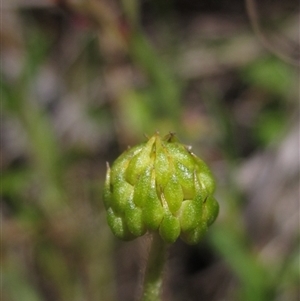 Ranunculus papulentus at Evatt, ACT - 18 Nov 2024