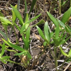 Ranunculus papulentus at Evatt, ACT - 18 Nov 2024