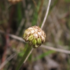 Ranunculus papulentus at Evatt, ACT - 18 Nov 2024