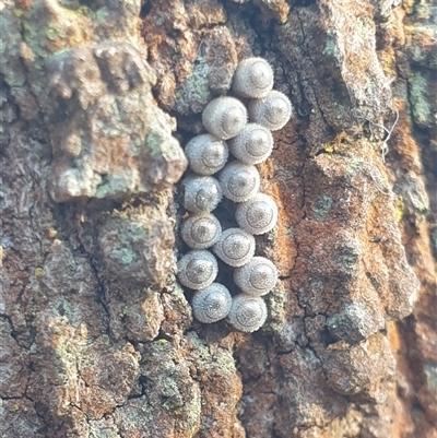 Unverified Insect at Ainslie, ACT - 23 Nov 2024 by Jeanette