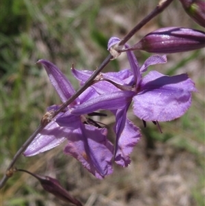 Arthropodium fimbriatum (Nodding Chocolate Lily) at Evatt, ACT by pinnaCLE