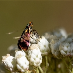 Nemophora laurella (A Fairy Moth) at Penrose, NSW - 20 Nov 2024 by Aussiegall