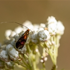 Nemophora laurella at Penrose, NSW - 21 Nov 2024