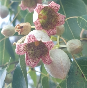 Brachychiton populneus subsp. populneus (Kurrajong) at Ainslie, ACT by Jeanette