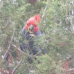 Callocephalon fimbriatum (Gang-gang Cockatoo) at Ainslie, ACT by Jeanette