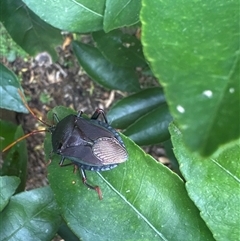 Unidentified Shield, Stink or Jewel Bug (Pentatomoidea) at Curtin, ACT - 24 Nov 2024 by Stred