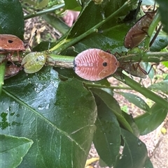 Musgraveia sulciventris at Curtin, ACT - suppressed