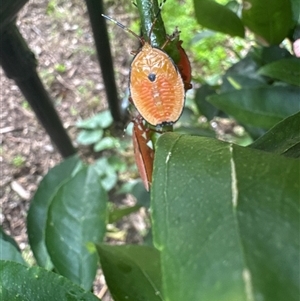 Musgraveia sulciventris at Curtin, ACT - suppressed