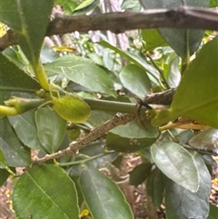 Musgraveia sulciventris at Curtin, ACT - 24 Nov 2024