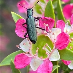 Eleale aspera (Clerid beetle) at Jerrabomberra, NSW - 24 Nov 2024 by SteveBorkowskis