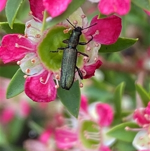 Eleale aspera at Jerrabomberra, NSW - 24 Nov 2024