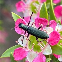 Eleale aspera at Jerrabomberra, NSW - 24 Nov 2024