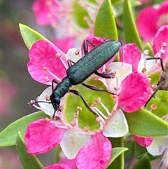 Eleale aspera at Jerrabomberra, NSW - 24 Nov 2024