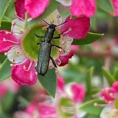 Eleale aspera at Jerrabomberra, NSW - 24 Nov 2024