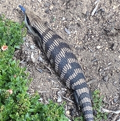 Tiliqua scincoides scincoides (Eastern Blue-tongue) at Jerrabomberra, NSW - 24 Nov 2024 by SteveBorkowskis