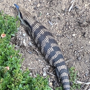 Tiliqua scincoides scincoides (Eastern Blue-tongue) at Jerrabomberra, NSW by SteveBorkowskis