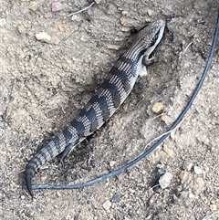 Tiliqua scincoides scincoides at Jerrabomberra, NSW - 24 Nov 2024