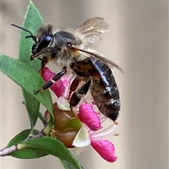 Unidentified Bee (Hymenoptera, Apiformes) at Jerrabomberra, NSW - 24 Nov 2024 by SteveBorkowskis