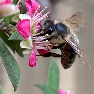 Apis mellifera at Jerrabomberra, NSW - suppressed