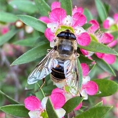 Eristalis tenax at Jerrabomberra, NSW - 24 Nov 2024 by SteveBorkowskis