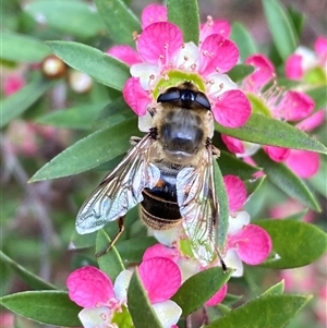 Eristalis tenax at Jerrabomberra, NSW - suppressed