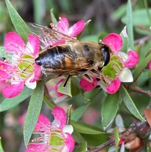 Eristalis tenax at Jerrabomberra, NSW - suppressed