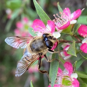 Eristalis tenax at Jerrabomberra, NSW - suppressed