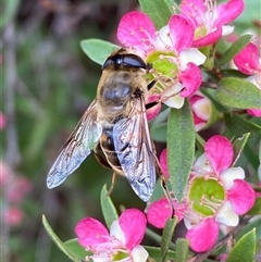 Eristalis tenax at Jerrabomberra, NSW - suppressed