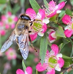 Eristalis tenax at Jerrabomberra, NSW - suppressed