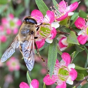 Eristalis tenax at Jerrabomberra, NSW - suppressed