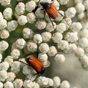 Phyllotocus rufipennis (Nectar scarab) at Penrose, NSW by Aussiegall