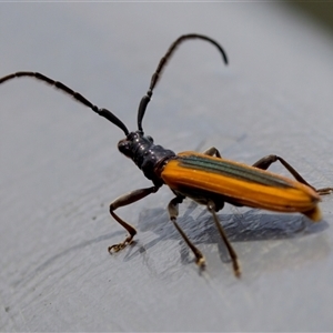 Stenoderus suturalis (Stinking Longhorn) at Bungonia, NSW by KorinneM